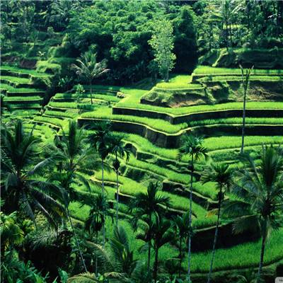 凤凰彩票appapp下载